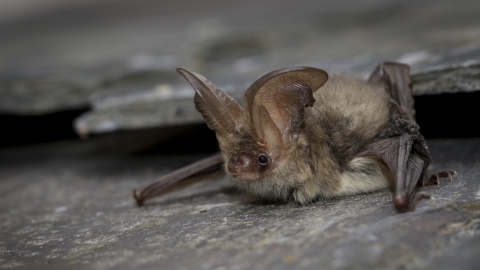 Brown long-eared bat | Devon Wildlife Trust